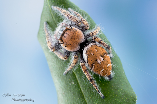 Carolina Jumping Spider