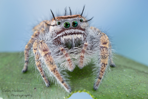 Carolina Jumping Spider