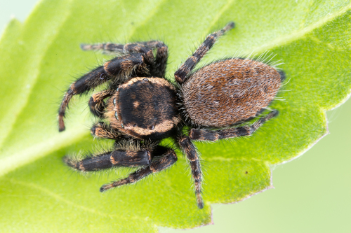 Phidippus cerberus