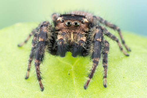Phidippus cerberus