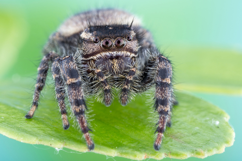 Phidippus cerberus