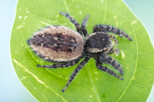 Phidippus cerberus