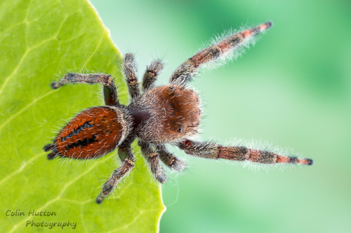 Brilliant Jumping Spider