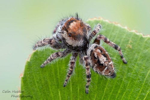 Hairy Tufted Jumping Spider