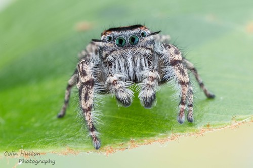Hairy Tufted Jumping Spider