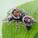 Hairy Tufted Jumping Spider - Photo (c) c_hutton, all rights reserved