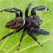 Brilliant Jumping Spider - Photo (c) c_hutton, all rights reserved, uploaded by c_hutton