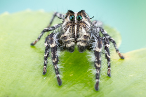 Hairy Tufted Jumping Spider