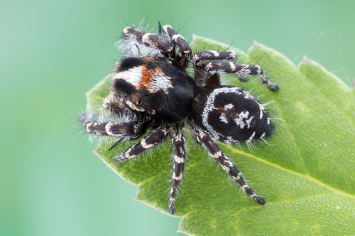 Hairy Tufted Jumping Spider