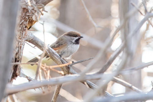 Boreal Chickadee