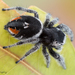 Phidippus concinnus - Photo (c) c_hutton, all rights reserved, uploaded by c_hutton