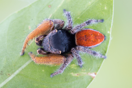 Phidippus cruentus