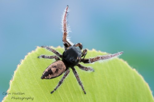 Phidippus cruentus