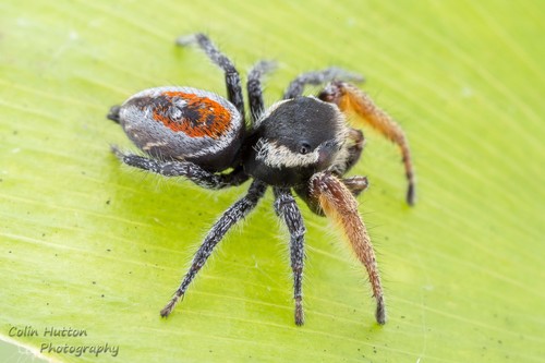Phidippus cruentus