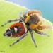 Araña Saltarina Frente Naranja - Photo (c) c_hutton, todos los derechos reservados, subido por c_hutton