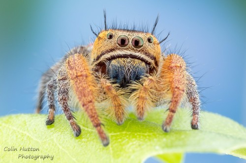 Phidippus cruentus