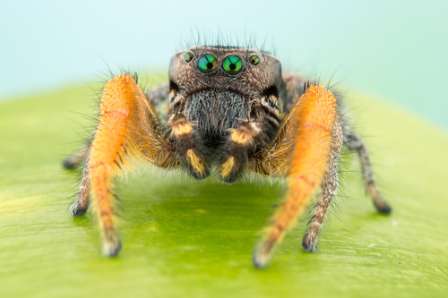 Phidippus cruentus