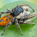 Phidippus insignarius - Photo (c) c_hutton, all rights reserved, uploaded by c_hutton