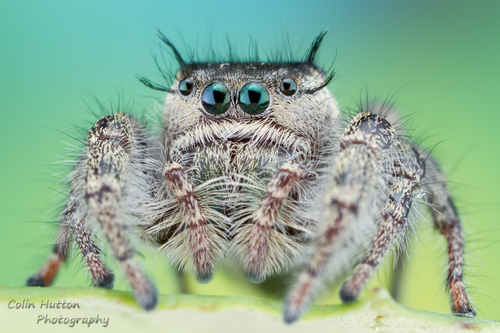 Phidippus insignarius