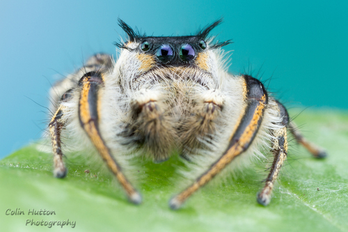 Phidippus insignarius