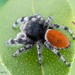 Phidippus kastoni - Photo (c) c_hutton, all rights reserved, uploaded by c_hutton