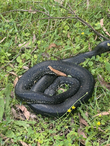 Diamond Python sighting