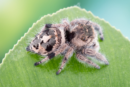 Phidippus maddisoni