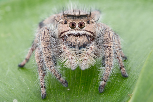 Phidippus maddisoni