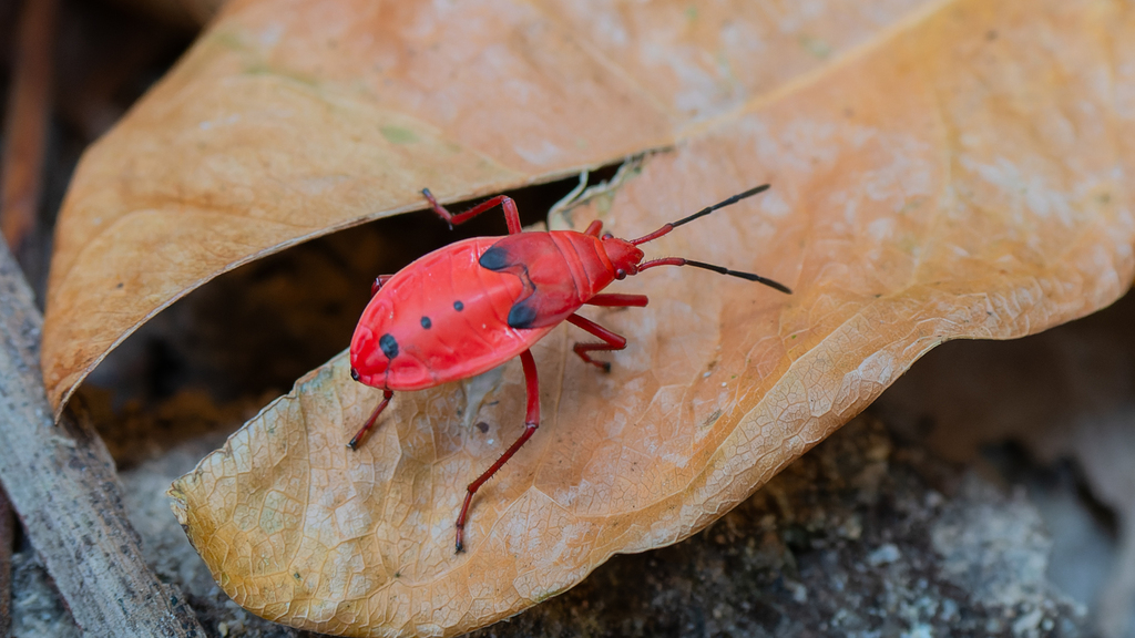 BuG「red rip XTC」 The red fire bug, another invasive insect | Ag Proud