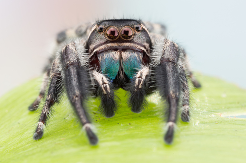 Phidippus maddisoni