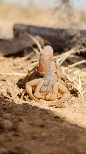 Indian Red Scorpion