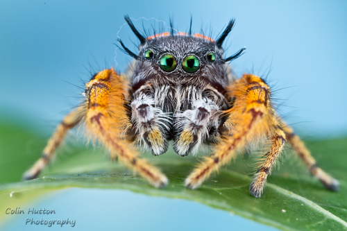 High Eyelashed Jumping Spider