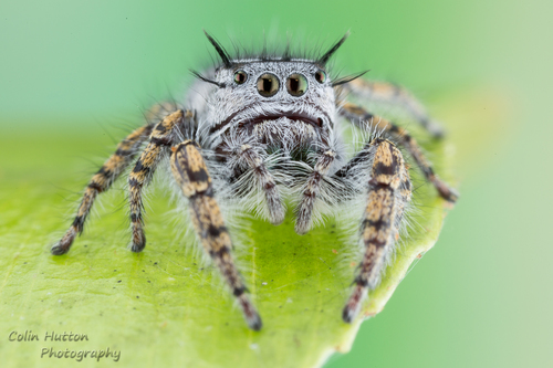 High Eyelashed Jumping Spider