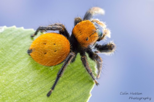 Phidippus nikites