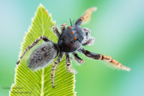 High Eyelashed Jumping Spider