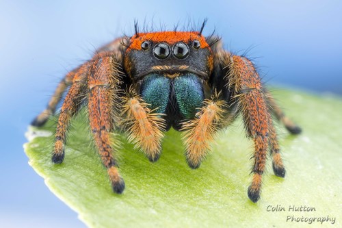 Phidippus nikites