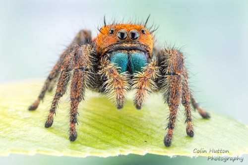 Phidippus nikites