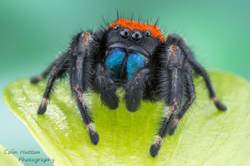 Phidippus nikites