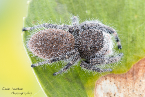 Phidippus octopunctatus