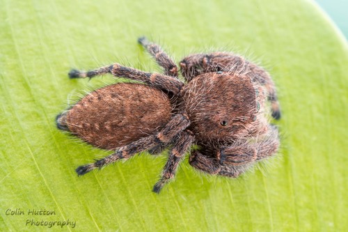 Phidippus octopunctatus