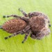 Phidippus octopunctatus - Photo (c) c_hutton, all rights reserved, uploaded by c_hutton