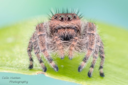 Phidippus octopunctatus