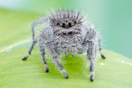 Phidippus octopunctatus