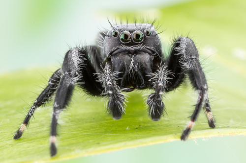 Phidippus octopunctatus