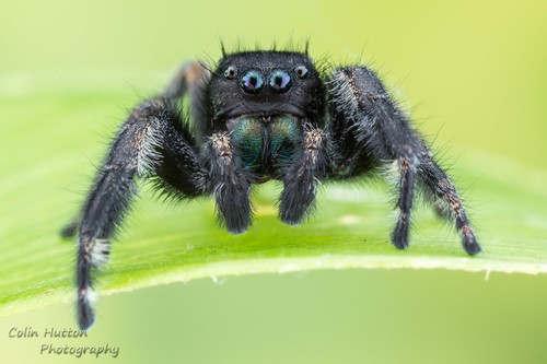 Phidippus olympus