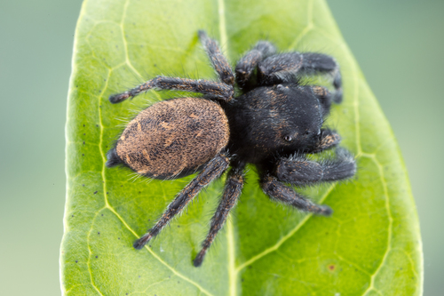 Phidippus olympus