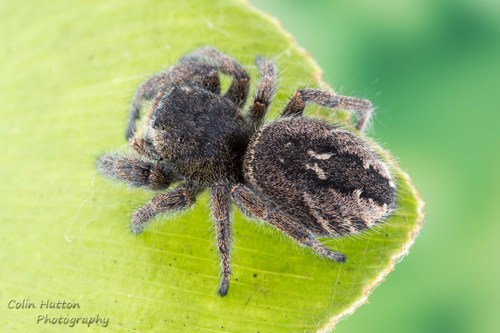 Phidippus olympus