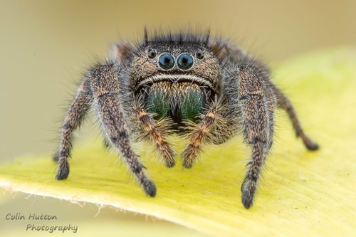 Phidippus olympus