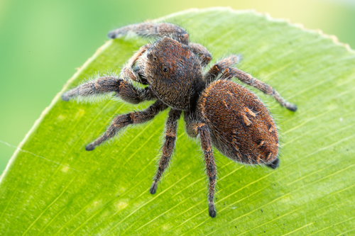 Phidippus olympus