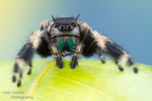 canopy jumping spider